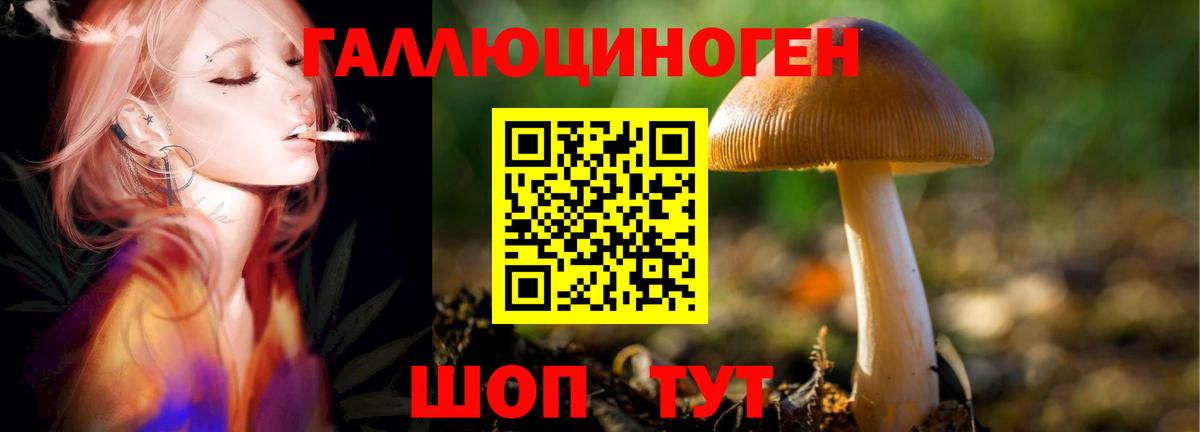 Галлюциногенные грибы Psilocybe Электросталь